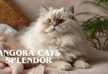 angora cats splendor
